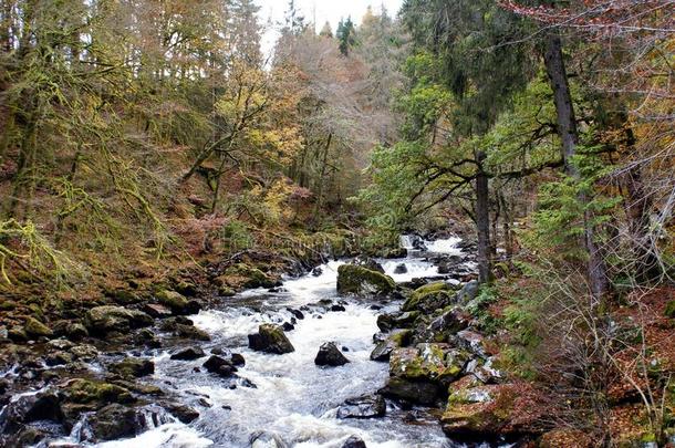 河Braan跑步通过指已提到的人隐居处森林,苏格兰