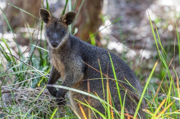 小型沙袋鼠-本国的澳大利亚人有袋目哺乳动物哺乳动物.
