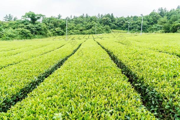 有机的茶水花园看法