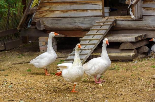 白色的goose的复数形式是步行大约他们的木制的房屋.