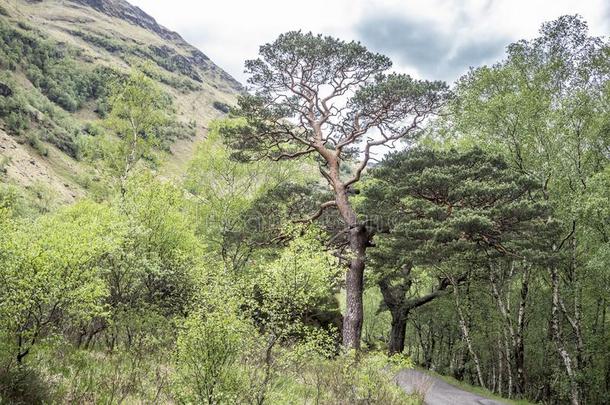 单一的苏格兰的松树关向一单一的tr一ckro一d采用峡谷尼维斯岛