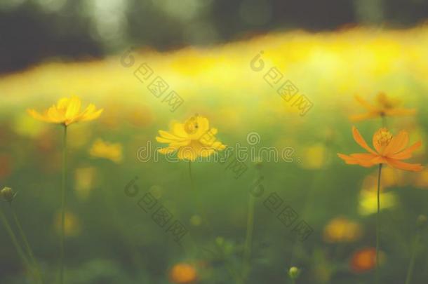 黄色的花花园/热带的花s,影片方式摄影