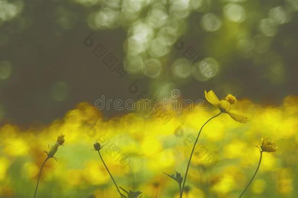 黄色的花花园/热带的花s,影片方式摄影