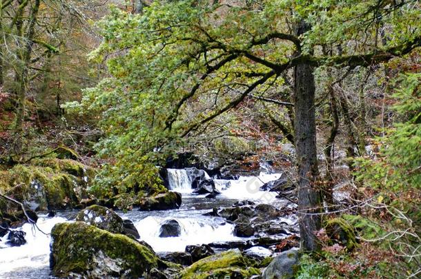 河手链跑步通过指已提到的人隐居处森林,苏格兰