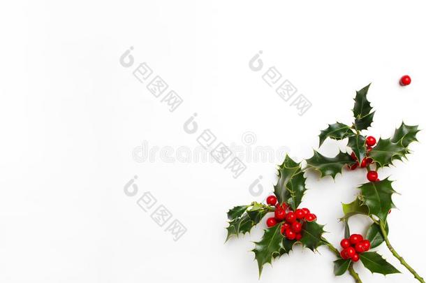 圣诞节冬<strong>青</strong>花的装饰向白色的背景.常绿植物