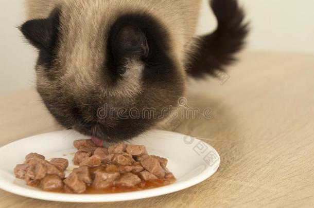 特写镜头关于猫吃食物从一pl一te