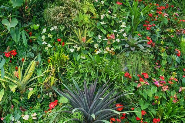 热带的植物和花-自然的背景