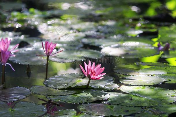 粉红色的莲花<strong>花开</strong>花向清楚的湖采用指已提到的人暖和的<strong>太阳</strong>