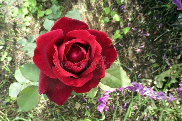 美丽的<strong>天鹅绒般</strong>柔软的红色的玫瑰和紫罗兰琴柱草新近真空镀膜采用