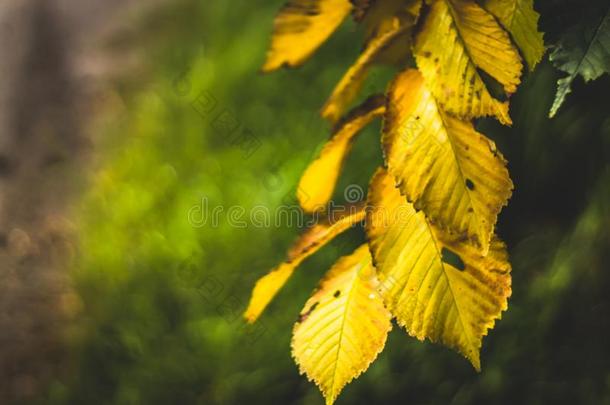 黄色的秋树叶反对指已提到的人背景关于一绿色的森林.