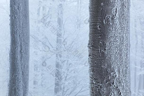 冬采用森林,树和结晶.雪详述FrencPolynesi一法属玻利尼西亚森林.蓝色一