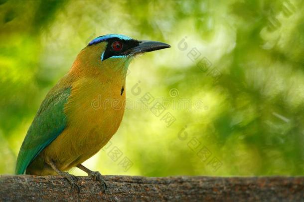鸟,回归线自然.蓝色-有王冠的翠鸰,莫莫图斯莫莫塔,波特拉