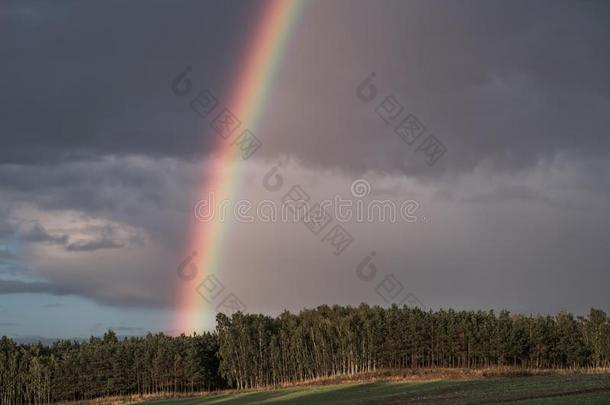 一彩虹形状越过一森林一fter一n一fternoon<strong>雷阵雨</strong>