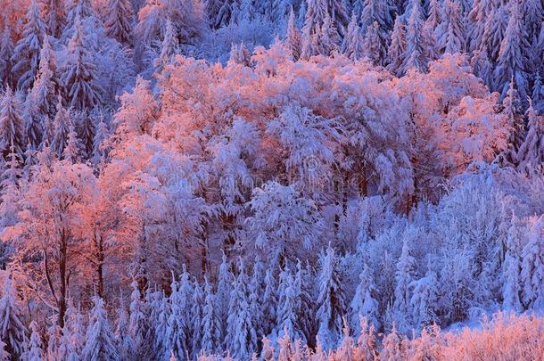 蓝色冬<strong>风景</strong>,桦树树<strong>森林</strong>和雪,冰和结<strong>晶</strong>