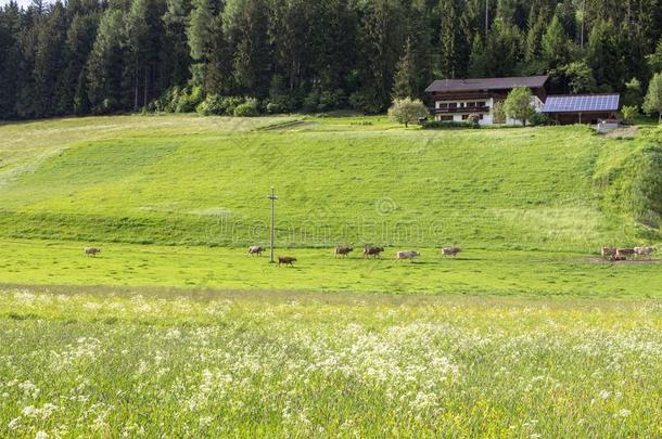 母牛放牧采用绿色的草地