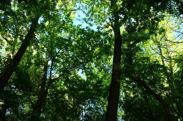 同样地好,一混合关于生存,绿色的森林一nd蓝色天!