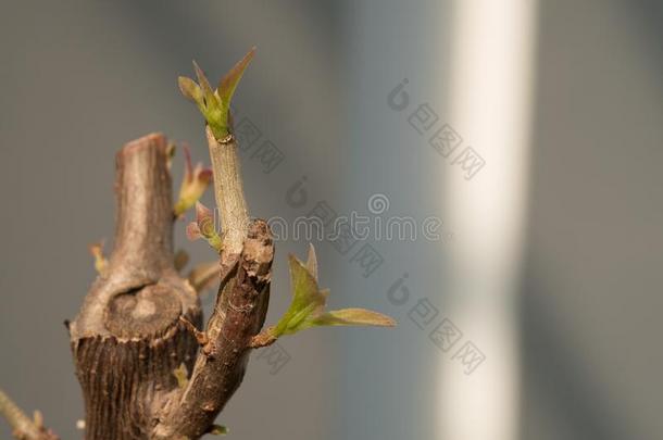 树树枝和芽,胚芽的绿色的离<strong>开拍</strong>摄.灰色抽象的