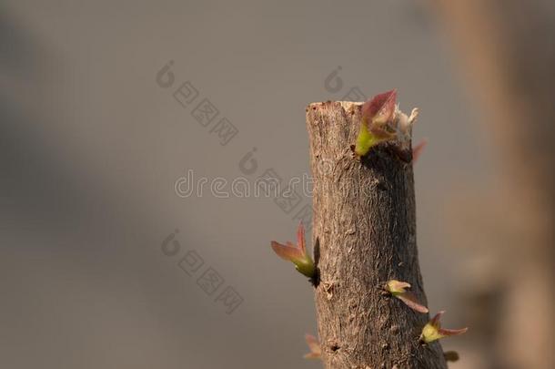 树树枝和芽,胚芽的绿色的离开拍摄.灰色抽象的