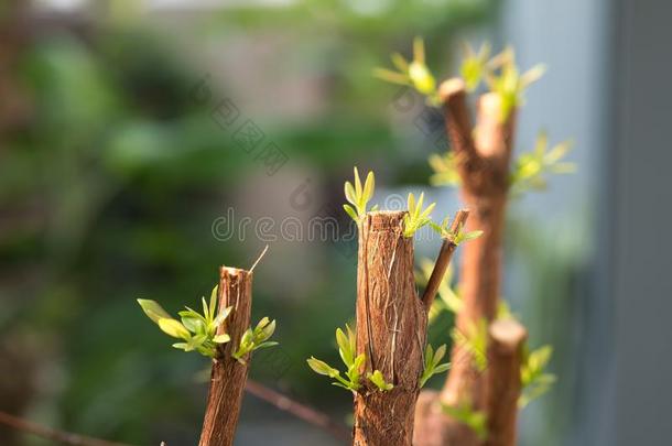 树树枝和芽,胚芽的绿色的离<strong>开拍</strong>摄.灰色抽象的