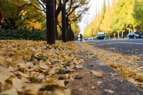 秋树叶在明治金古盖恩公园:黑色亮漆