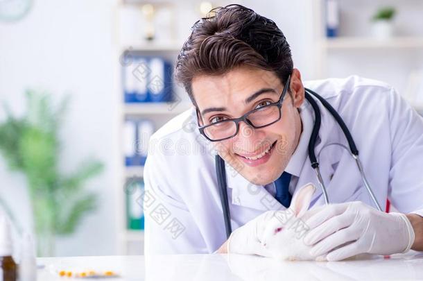 指已提到的人审查医生仔细检查兔子采用宠物医院
