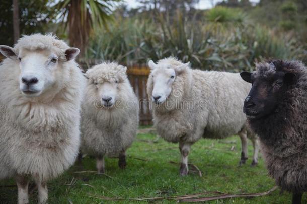 关在上面面容关于新的西兰岛<strong>美</strong>利奴<strong>羊羊</strong>采用农场