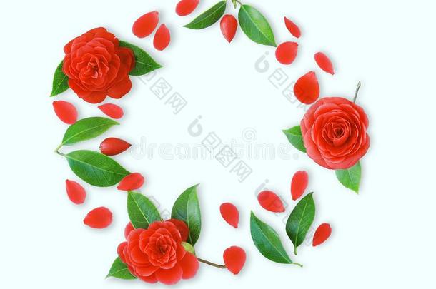 框架关于红色的山茶花,树叶和红色的花瓣向光Cyprus塞浦路斯