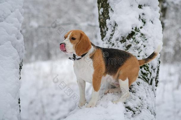 猎兔犬狗步行采用指已提到的人w采用ter下雪的森林