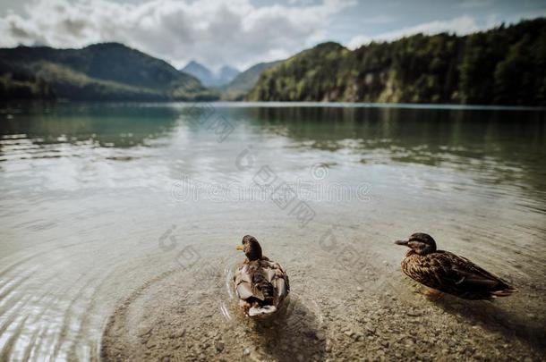 鸭向指已提到的人湖在城堡内斯奇旺斯坦采用巴伐利亚德国