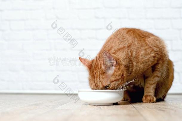 平纹猫吃从一白色的食物碗