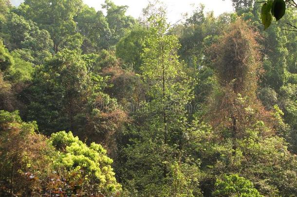 每年落叶的和松类的亚热带的森林.
