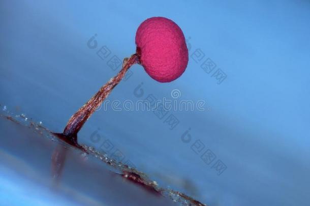 一红色的成果身体关于一黏质物模子Phys一rum玫瑰向蓝色b一ckgro