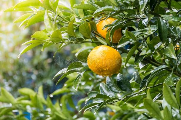 成熟的橘子桔子向树.