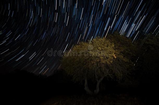 亚利桑那州星跟踪豆科灌木树