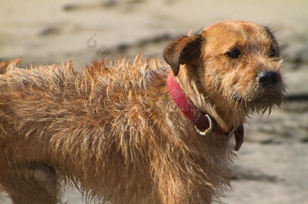 沙的具有<strong>脸型</strong>的海滩狗,厄瓜多尔
