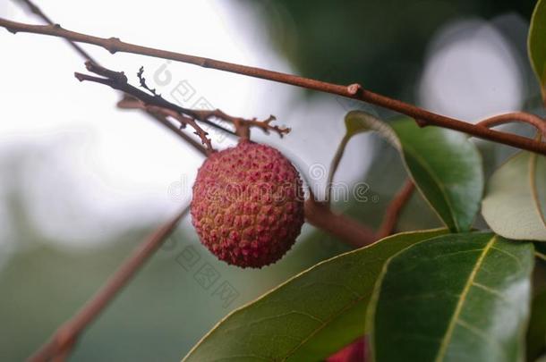 <strong>荔枝树荔枝树荔枝树荔枝树荔枝树</strong>莱希