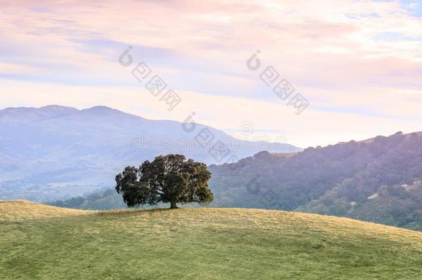 孤单的栎树树采用湾地区风景.