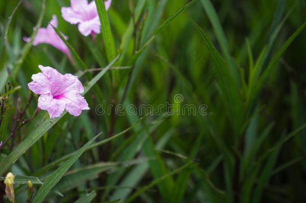 指已提到的人粉红色的遗物土<strong>豆花</strong>盛开的