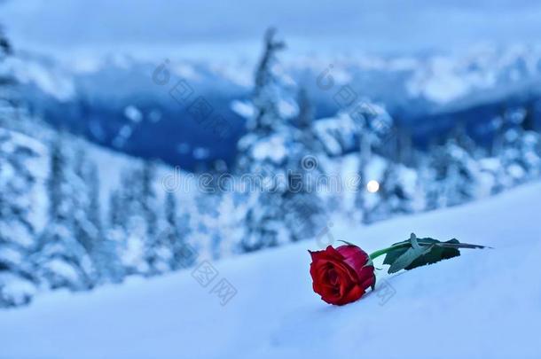 <strong>红</strong>色的玫瑰采用雪.采用一<strong>记忆</strong>关于指已提到的人爱num.一.