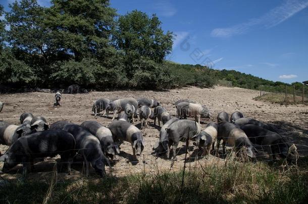 一兽群关于CompafilaNaci向aldelTurismo国家旅游公司塞内斯猪肉向牧草地