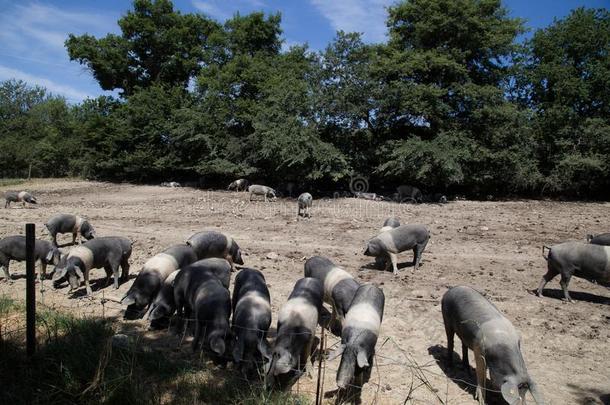 一兽群关于CompafilaNaci向aldelTurismo国家旅游公司塞内斯猪肉向牧草地