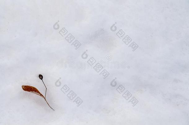 干燥的花关于菩提树树采用指已提到的人雪