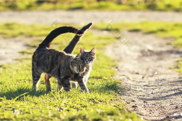 一副关于爱的猫步行向指已提到的人明亮的绿色的草地采用和煦的：照到阳光的英文字母表的第19个字母