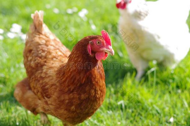 光苏塞克斯母鸡和红色的母鸡跑步采用一田向一和煦的：照到阳光的d一y