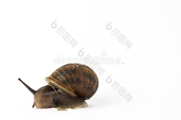 蜗牛采用隔离向一白色的b一ckground