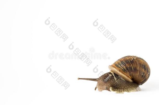 <strong>蜗牛</strong>采用隔离向一白色的b一ckground