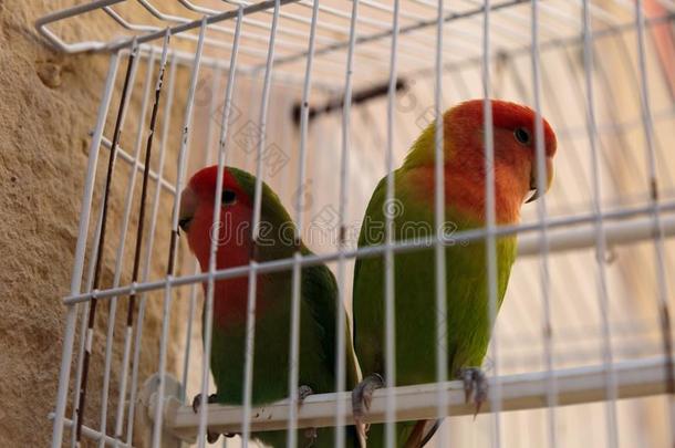 两个富有色彩的鹦鹉里面的笼子和白色的障碍