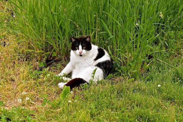 黑的和白色的猫晒太阳它自己采用草