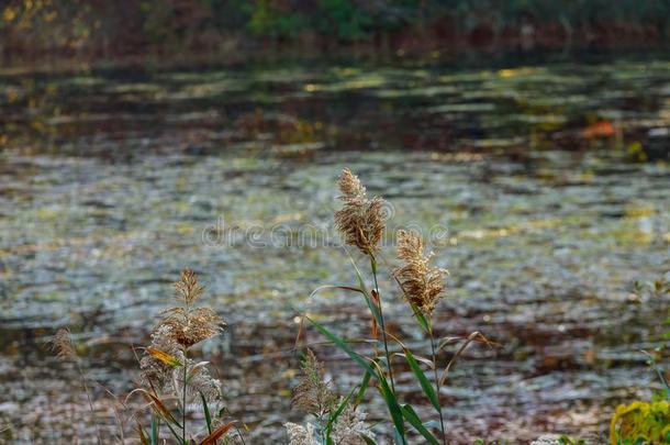 秋芦苇美丽的芦苇同样地背景在有风的湖