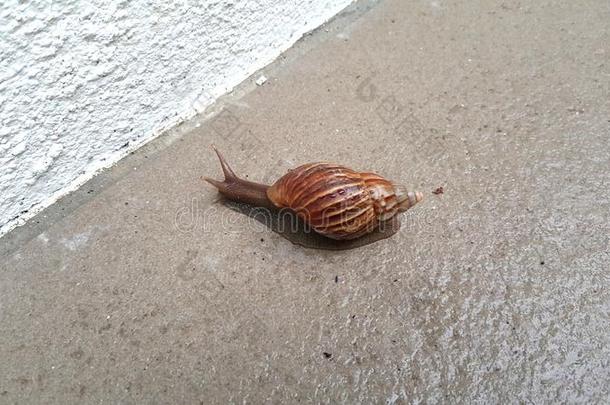 一蜗牛